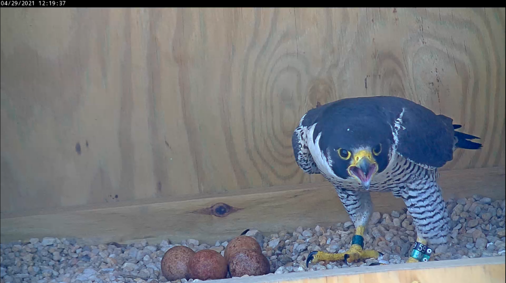 Male falcon vocalizing to the female falcon na nasa malapit.