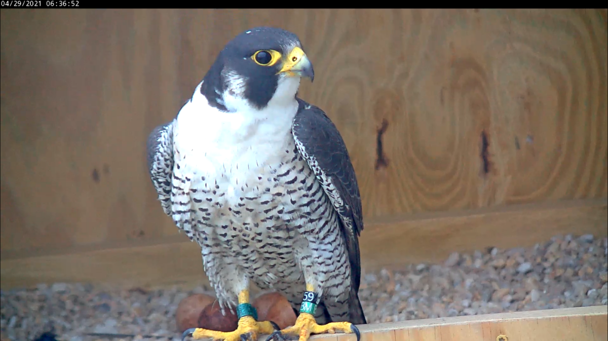 Ang lalaking peregrine falcon na nakaupo sa gilid ng nest box
