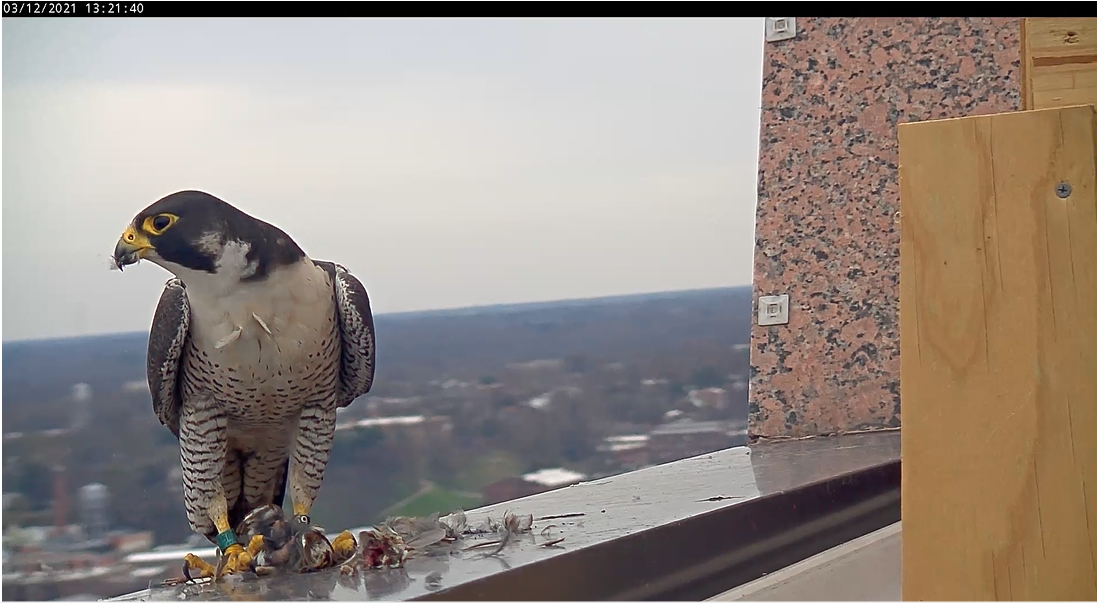 Lalaking falcon na nagpapakain sa isang kantang maya na pinatay kamakailan
