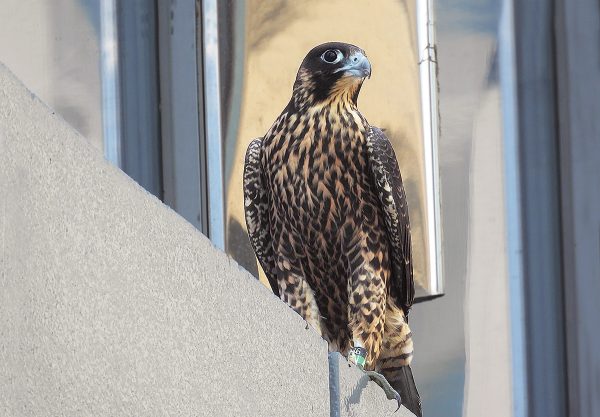 Juvenile na babaeng Peregrine Falcon na naglalakad sa rehas ng isang tore isang bloke sa silangan ng gusali ng Riverfront Plaza (nest box location). Larawan ni Jessica Ruthenberg.