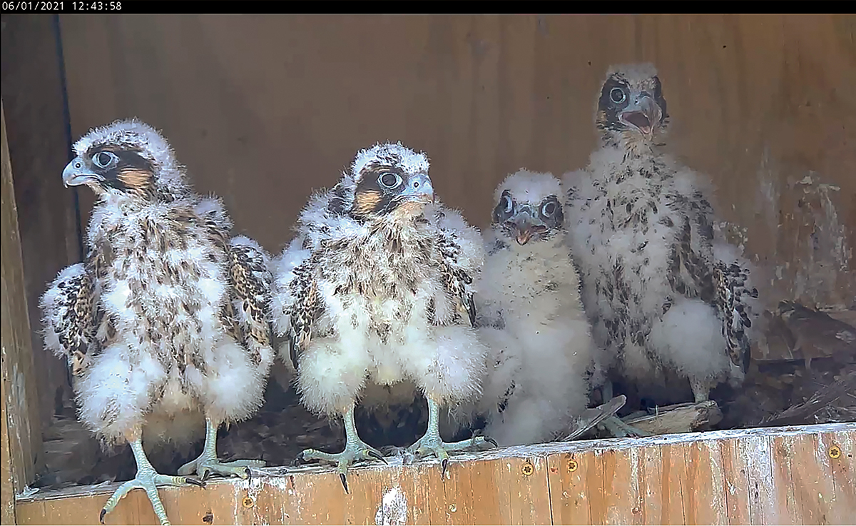 Apat na apat na linggong peregrine falcon chicks sa gilid ng kanilang nest box