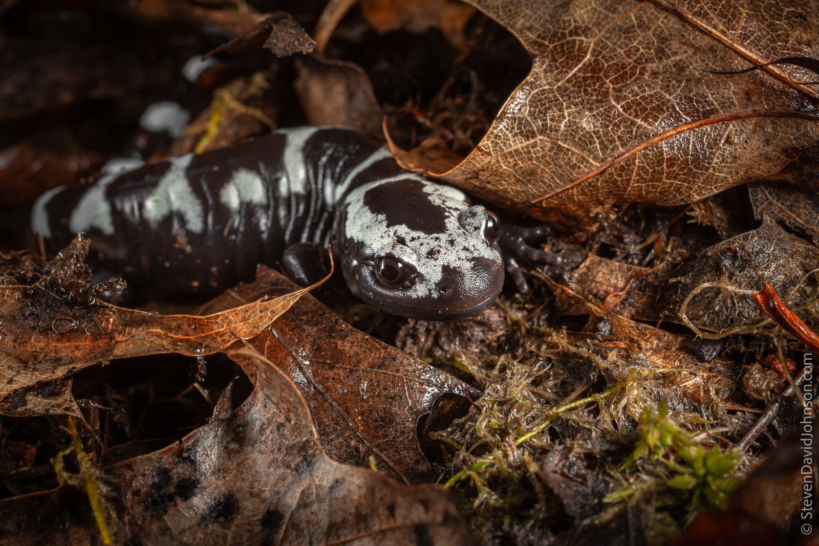 Isang larawan ng isang adult marbled salamander sa gitna ng mga dahon.