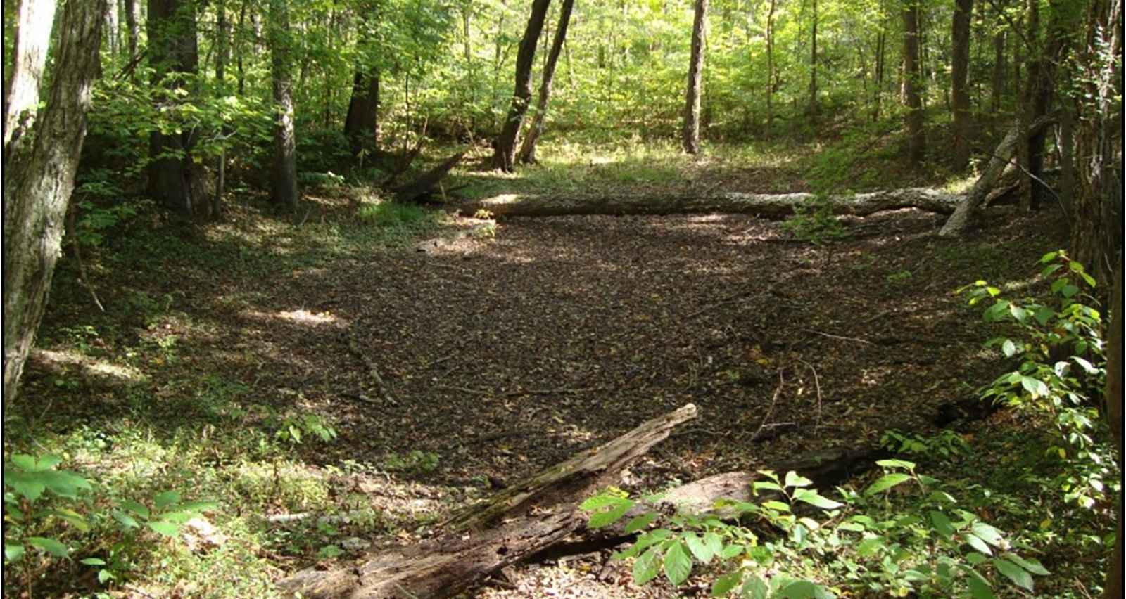 Isang larawan ng isang tuyong depresyon sa lupa sa kakahuyan.