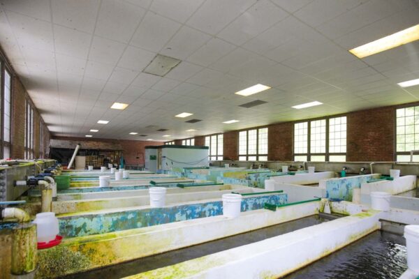 Panloob na kongkreto na pag-aalaga ng mga raceway.