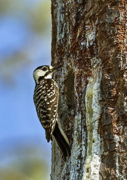 Ang iniresetang apoy ay nakatulong sa paglikha ng tirahan na kailangan ng pederal na nanganganib na red-cockaded woodpecker.