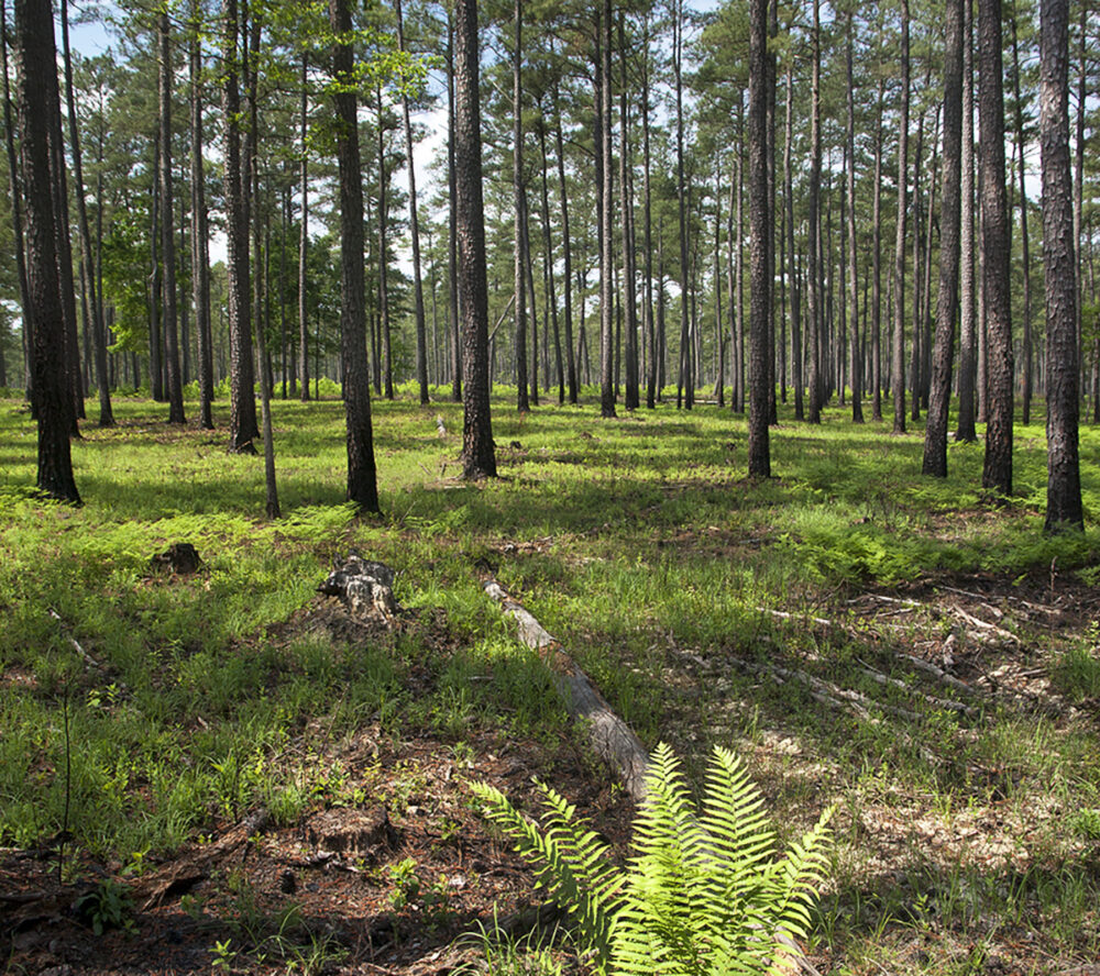 Sinisimulan ng Big Woods WMA ang pag-renew nito pagkatapos ng iniresetang paso. 