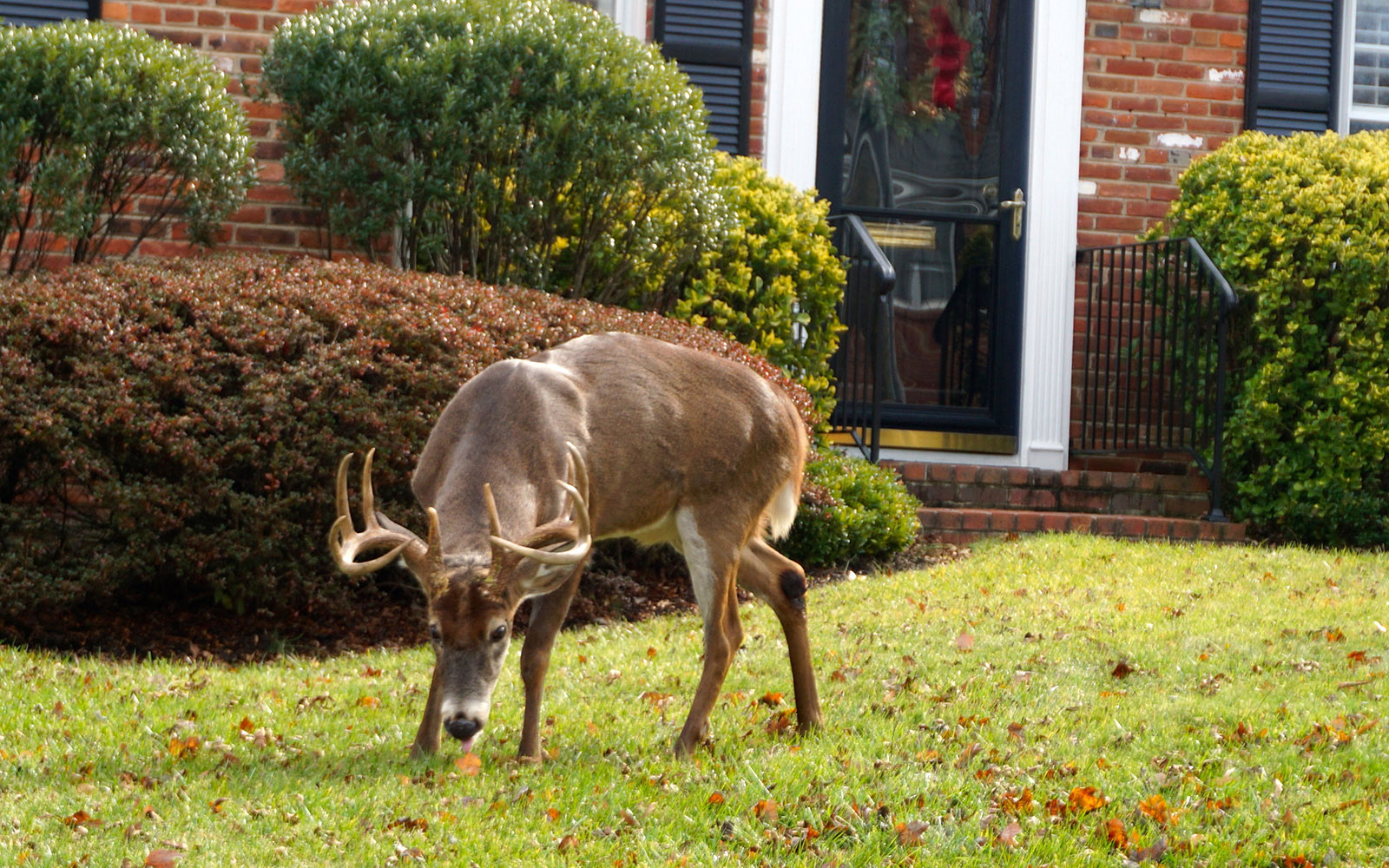 Isang larawan ng isang malaking white-tailed buck na may mga sungay na nakatayo sa damuhan ng isang brick house, ilang talampakan lang mula sa front door. 