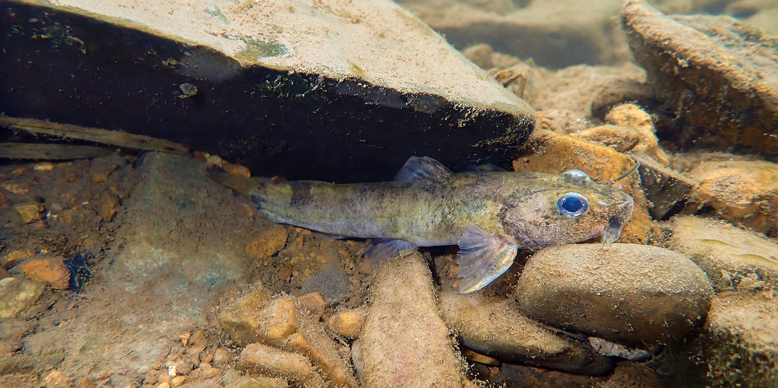 Isang larawan sa ilalim ng dagat ng isang maliit, may guhit na dilaw na isda na ang kalahati ay nagtatago sa ilalim ng isang bato.