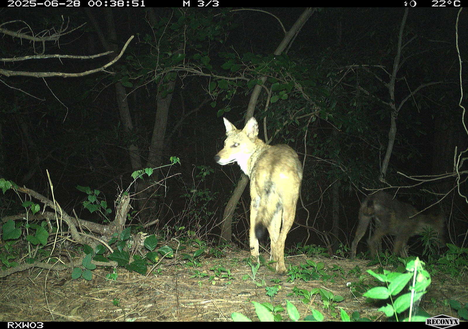 Isang litrato mula sa trail camera ng isang koyote.
