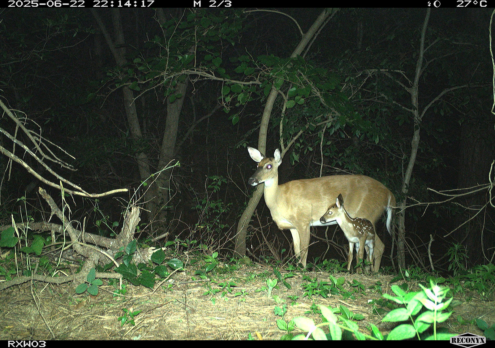 Larawan mula sa trail camera ng isang usang babae na may puting buntot at isang usang usa.
