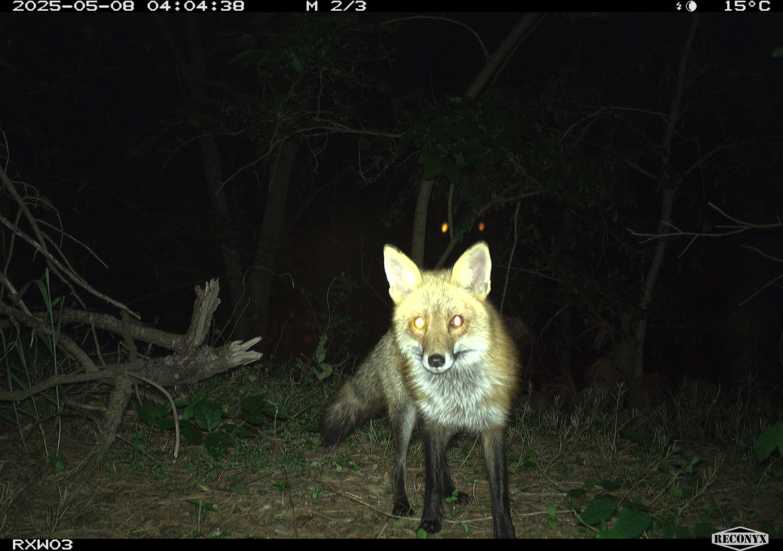 Isang litrato mula sa trail camera ng isang pulang soro.