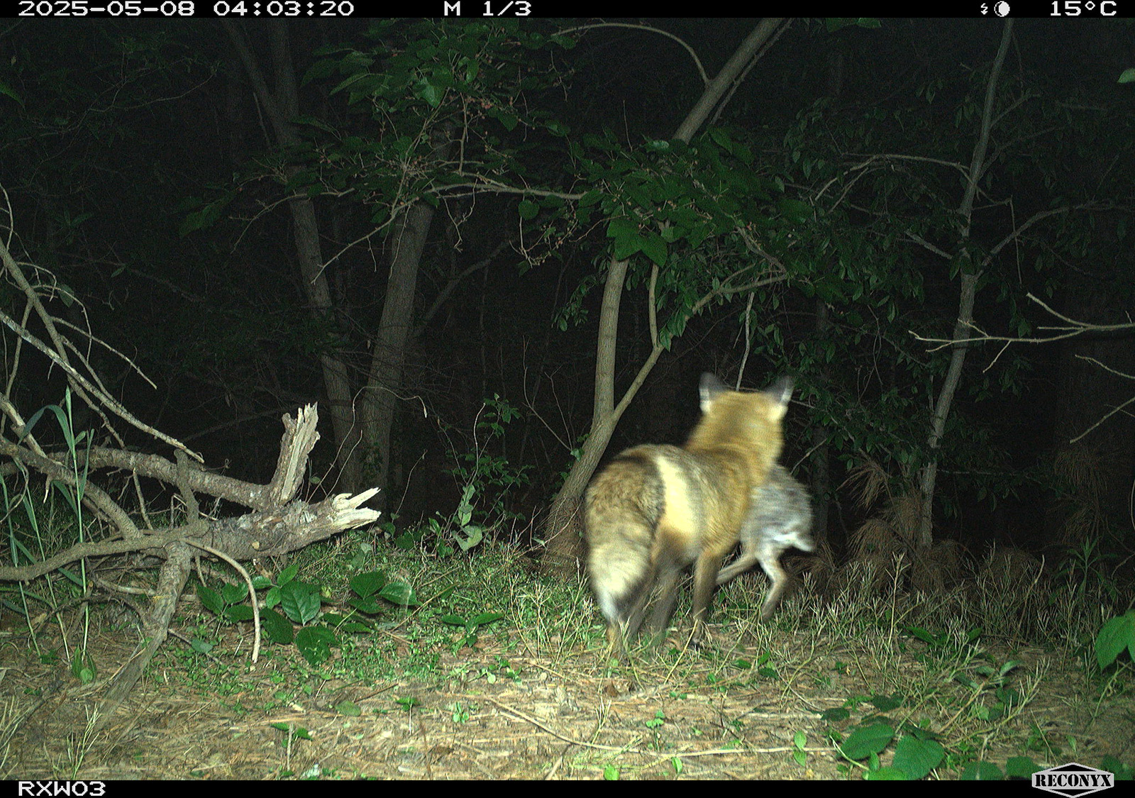 Isang litrato mula sa trail camera ng isang pulang soro na tumatakbo palayo na may hawak na cottontail na kuneho sa bibig nito.