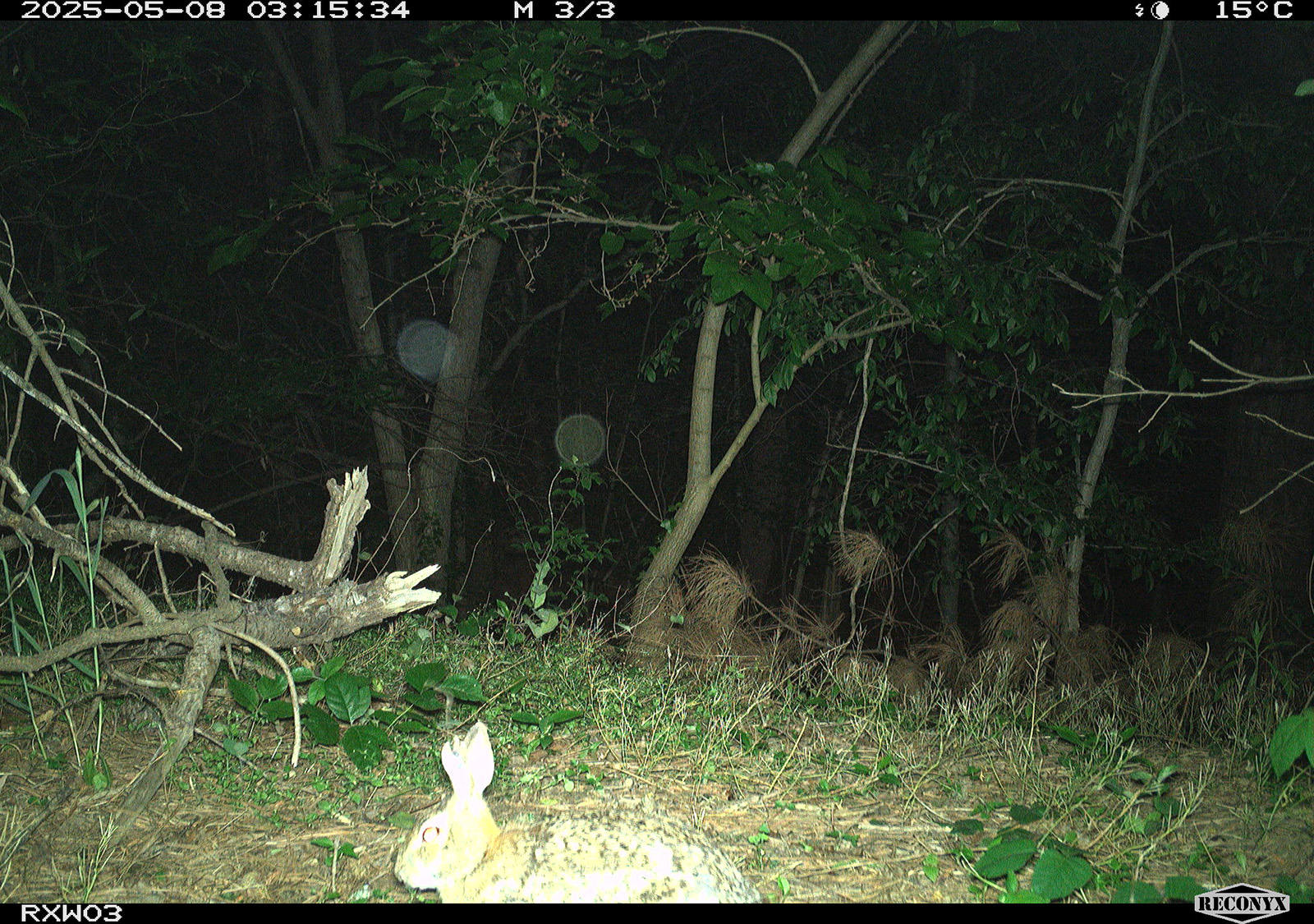 Isang litrato mula sa trail camera ng isang eastern cottontail na kuneho.