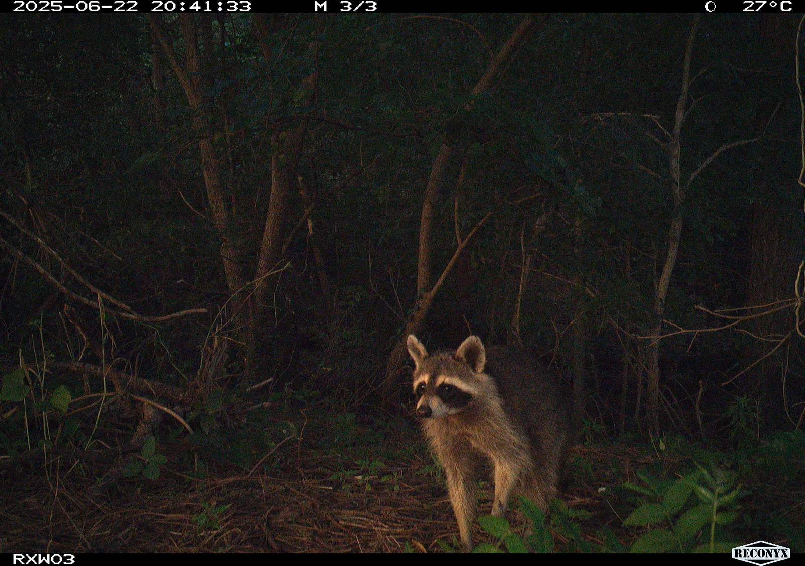 Isang litrato ng isang raccoon gamit ang trail camera.