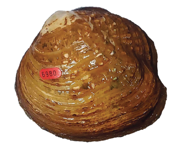 Isang larawan ng isang pang-adultong Appalachian monkeyface mussel na may pulang tag para sa pag-label na nagsasaad dito bilang mussel 6980