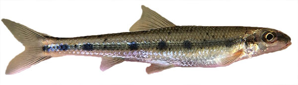 Isang imahe ng isang olive backed fish na may mga itim na spot sa gilid nito na kilala bilang blotched chub na isang host fish para sa Appalachian monkeyface mussel