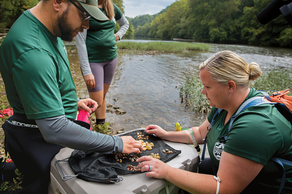 Isang imahe ng Appalachian monkey face mussels sa isang lambat na pinili ng DWR staff para ilabas sa Clinch River