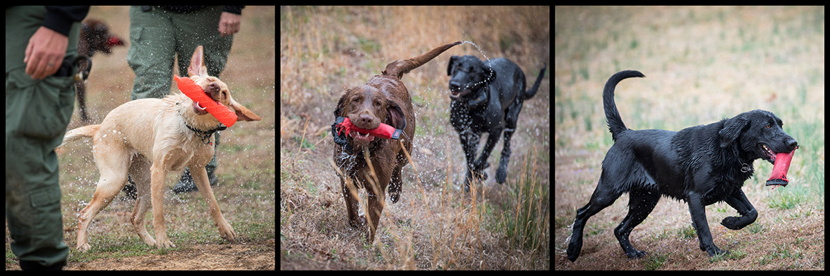 Isang montage ng K9 na opisyal at kanilang mga laruan