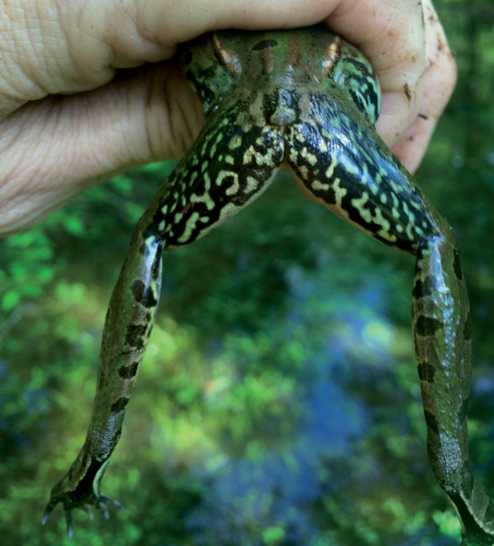 Isang imahe ng Mid-Atlantic Coast Leopard Frog