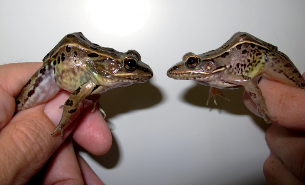 Isang magkatabing paghahambing ng dalawang species. (Atlantic Coast Leopard Frog sa kaliwa at Southern Leopard Frog sa kanan.) Larawan ni JD Kleopfer.