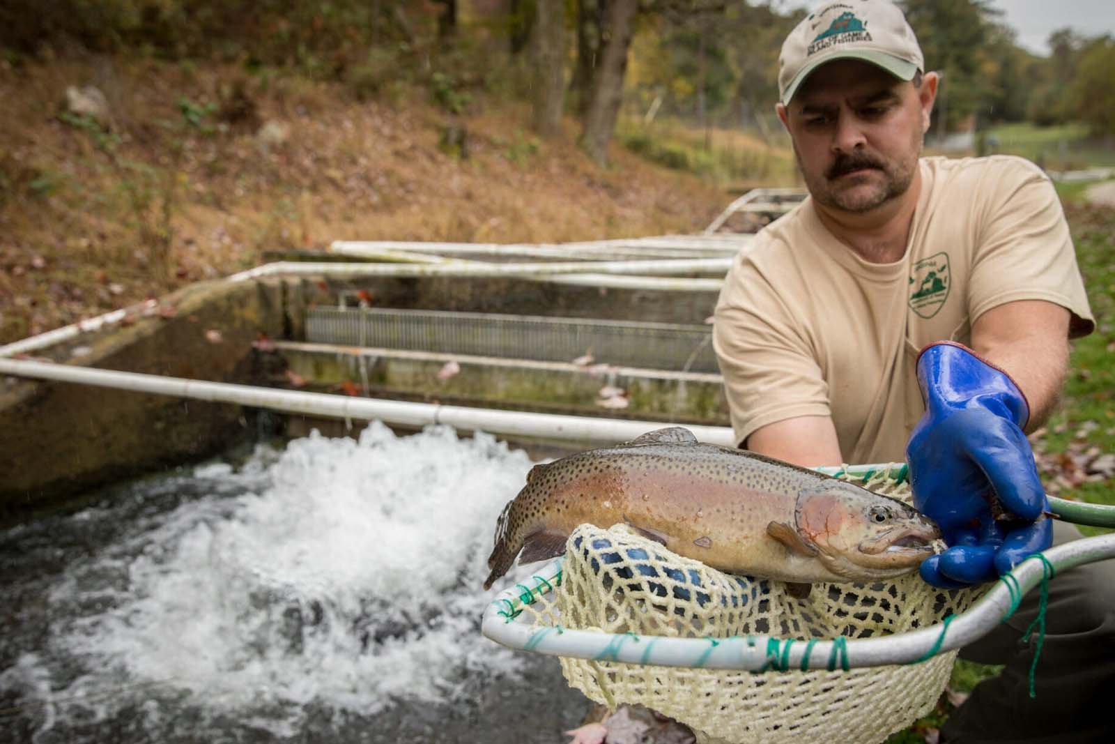 Lalaki na nahuhuli ang isang brown trout sa isang lambat mula sa fish hatchery pool.