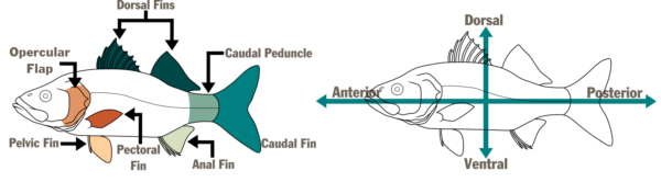 Isang bass diagram na may dalawang larawang isda. Ang unang unang pagpapangalan sa mga palikpik (Opercular flap, dorsal fins, caudal peduncle, pelvic fin, pectoral fin, anal fin at caudal fin). Ang pangalawa ay pinangalanan ang mga seksyon ng isda na may patayo at pahalang na mga arrow na nagpapakita ng dorsal, ventral, posterior, at anterior na lugar.