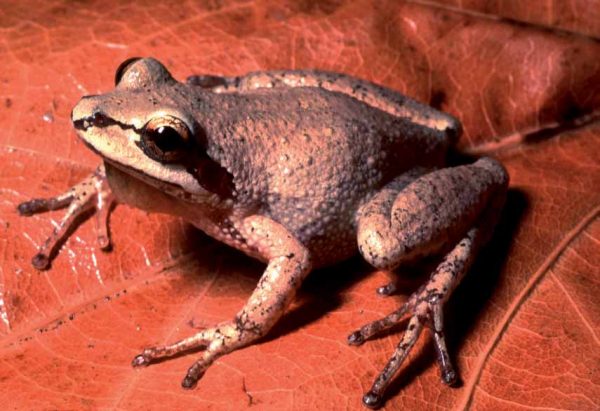 Isang imahe ng Mountain Chorus Frog