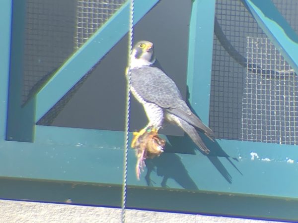 Isang imahe ng isang peregrine falcon na lalaki na pinangalanang "Red" na may hawak na patay na ibon para ihatid sa babae bilang bahagi ng mga ritwal ng panliligaw.
