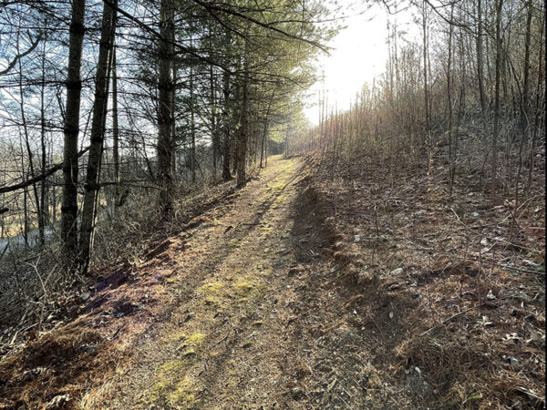 Makinig ng mga thrush at maya sa mga dahon ng basura sa kahabaan ng Virginia Wildlife at Birding Trail. Credit ng Larawan: Lisa Mease
