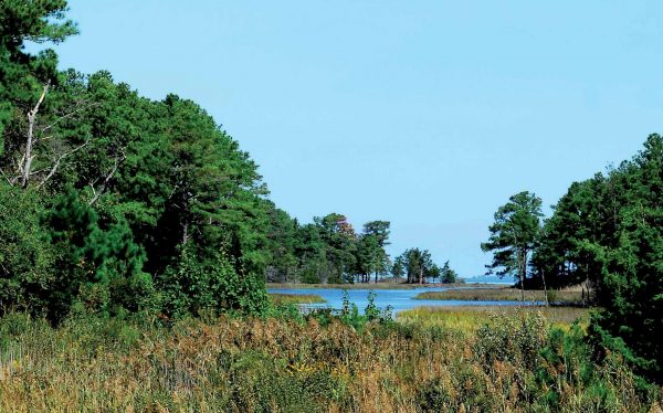 Isang imahe ng New Jersey Chorus Frog