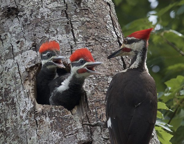 Isang imahe ng piliated woodpecker at dalawang sisiw sa isang puno; ang mga sisiw ay nasa loob ng isang lukab ng puno. ang piliated woodpecker ay may itim na balahibo na may puting guhit mula sa pakpak nito hanggang sa tuka nito sa kahabaan ng mukha nito at isang natatanging matingkad na pulang mohawk.