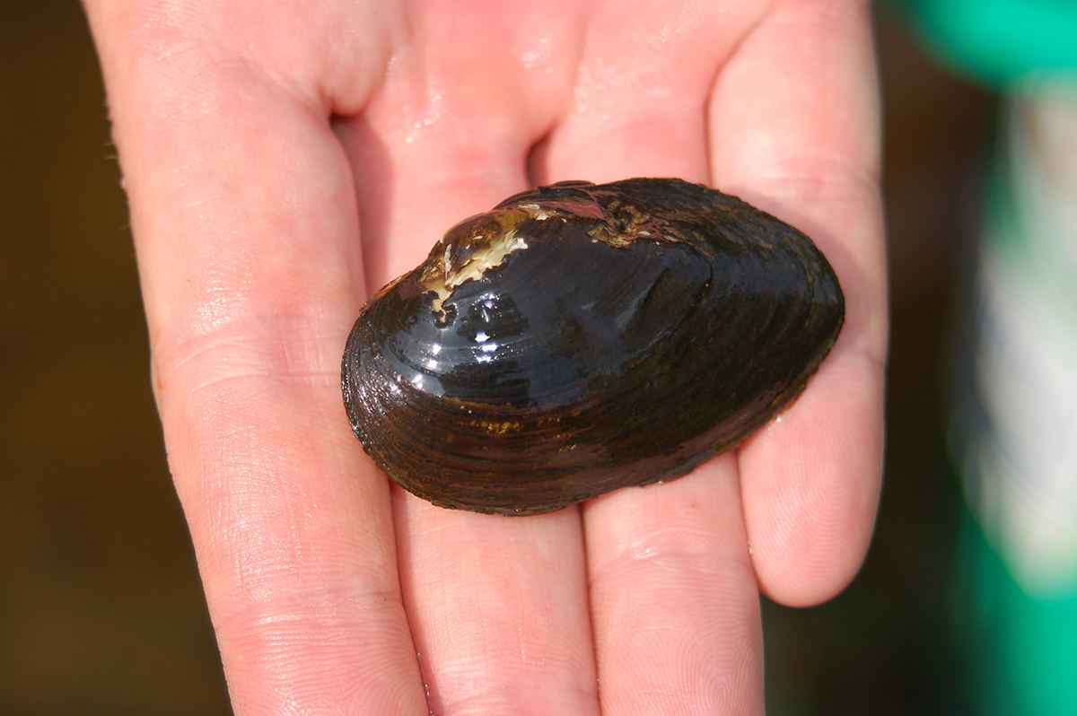 Isang imahe ng isang disenteng laki ng notched rainbow mussel na natagpuan sa James River Watershed