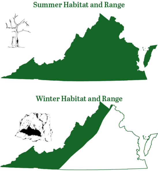 Sa panahon ng tag-araw ang hilagang mahabang tainga na paniki ay matatagpuan sa buong Virginia; sa taglamig ang kanilang tirahan ay lumilipat sa tanging umiiral sa mga bundok