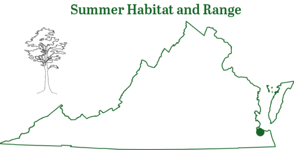 Ang hilagang dilaw na paniki ay matatagpuan sa isang kuweba sa timog-silangang Virginia