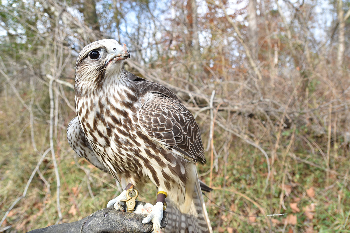 Isang imahe ng isang gyrfalcon na may pangalang Gucci na hawak ng isang falconer