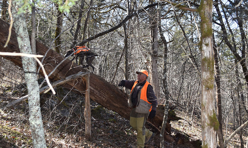 Isang imahe ng isang chocolate lab na nakasuot ng visibility vest na pinangalanang Rosie na sumusubaybay sa isang squirrel sa isang nahulog na puno