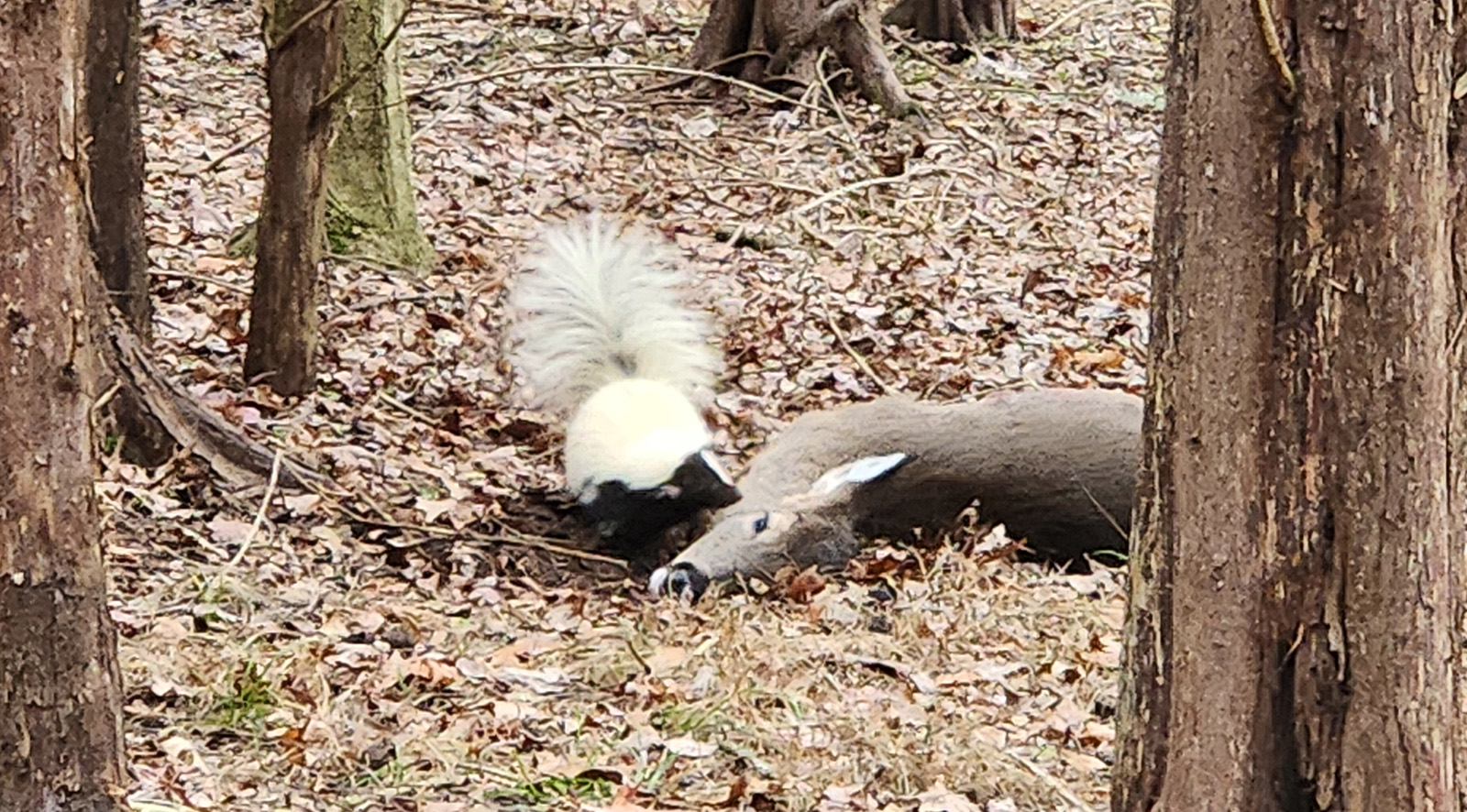 Isang larawan ng isang skunk na naamoy ang bangkay ng isang patay na usa sa kakahuyan.