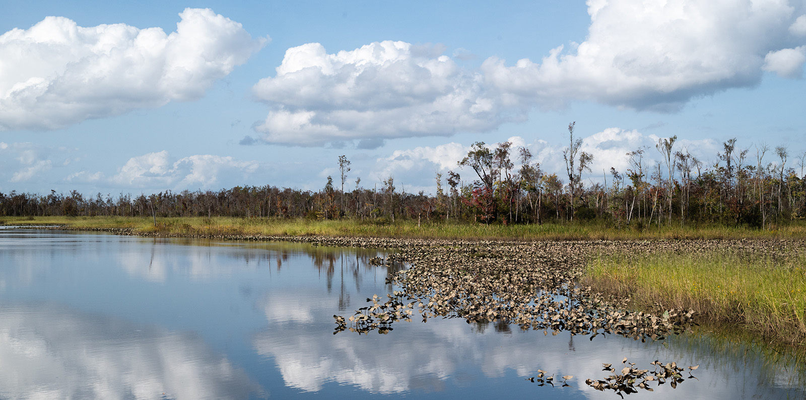 Isang larawan ng maganda, tahimik na tubig at isang marshy border na may mga puno sa background.