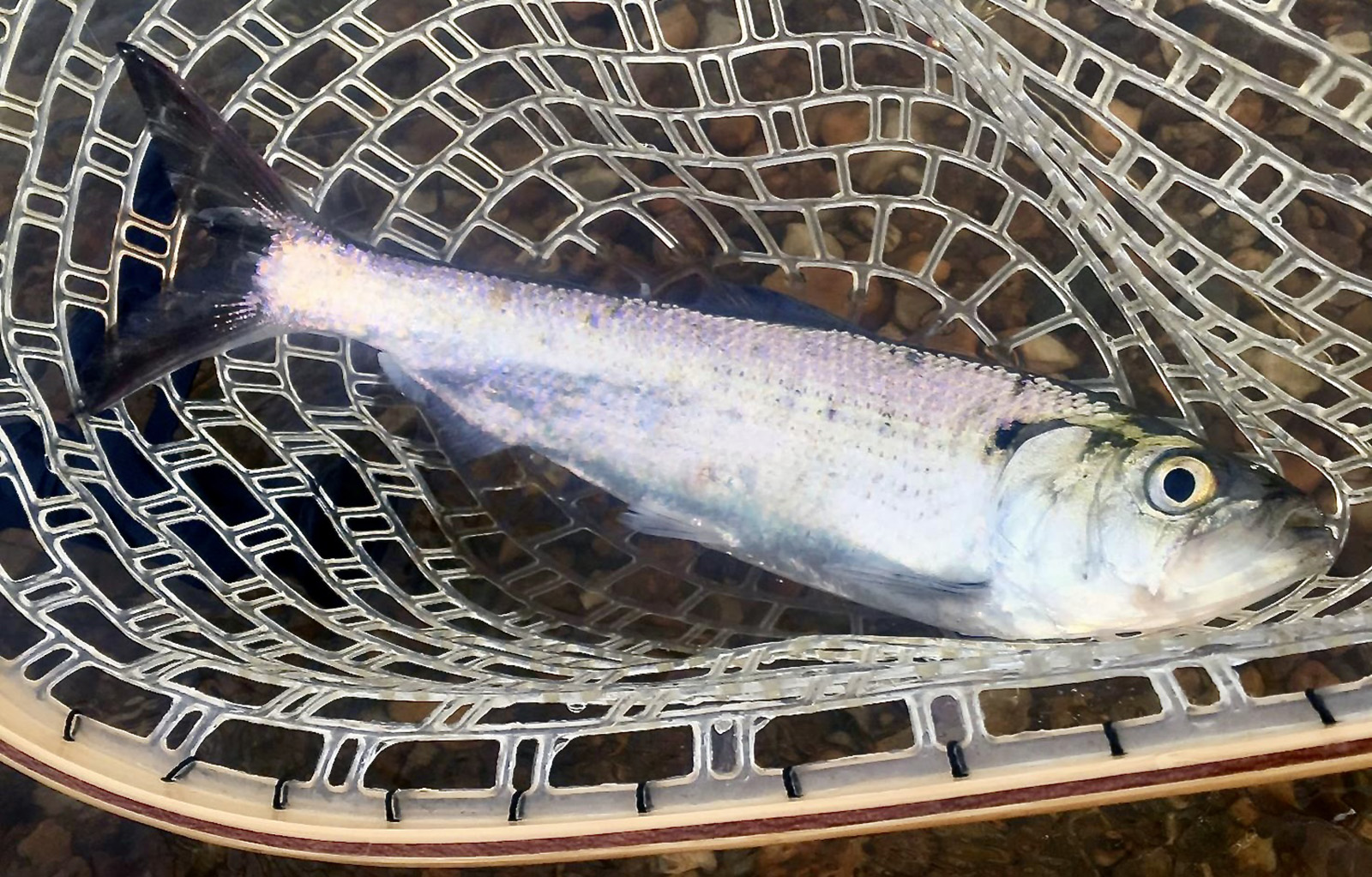 Isang larawan ng isang isda na nakahiga sa isang rubber net.