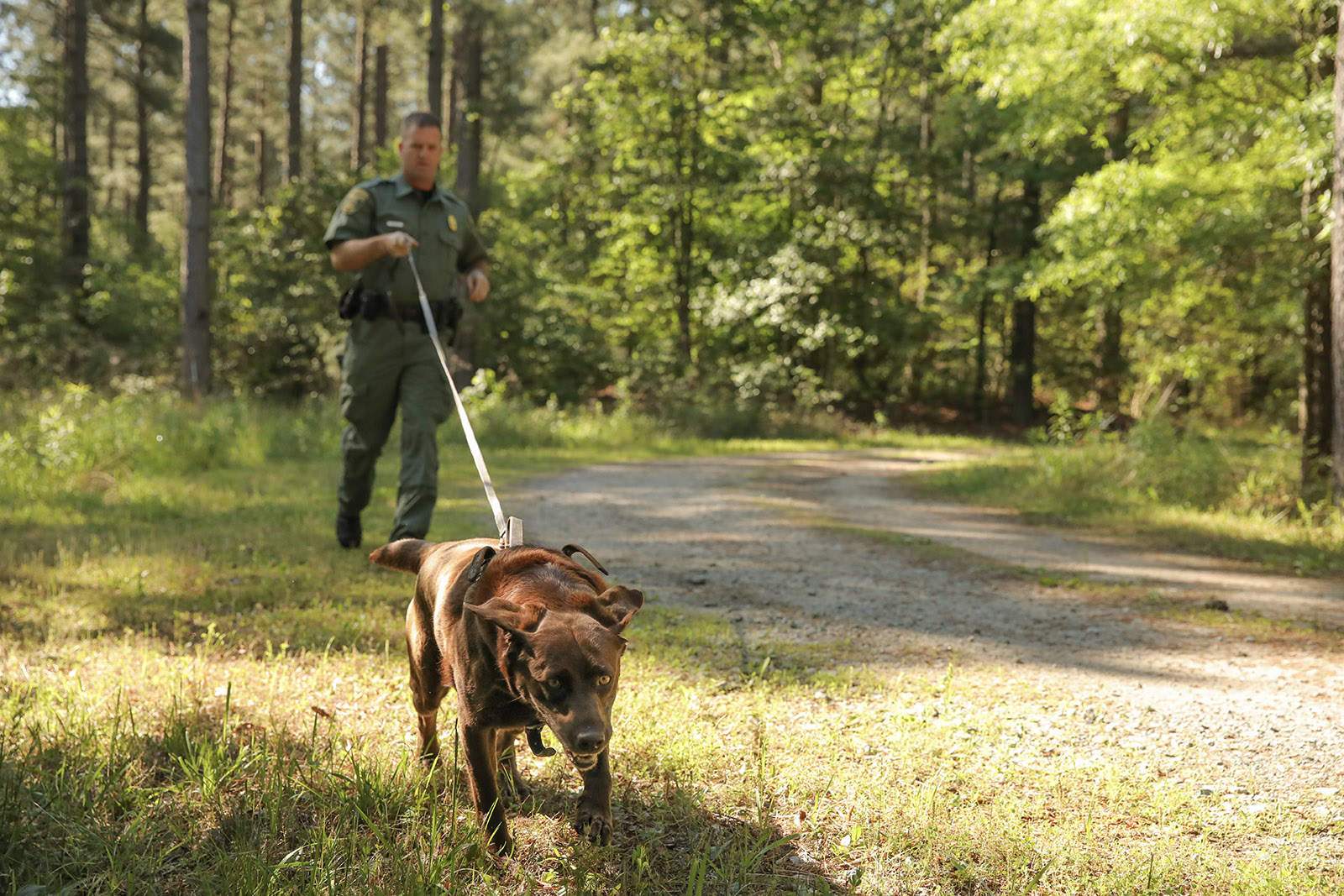 Isang larawan ng isang kayumangging Labrador Retriever na aso na tumatakbo sa isang harness na may mahabang tali, na may isang Conservation Police Officer na may hawak ng tali. 