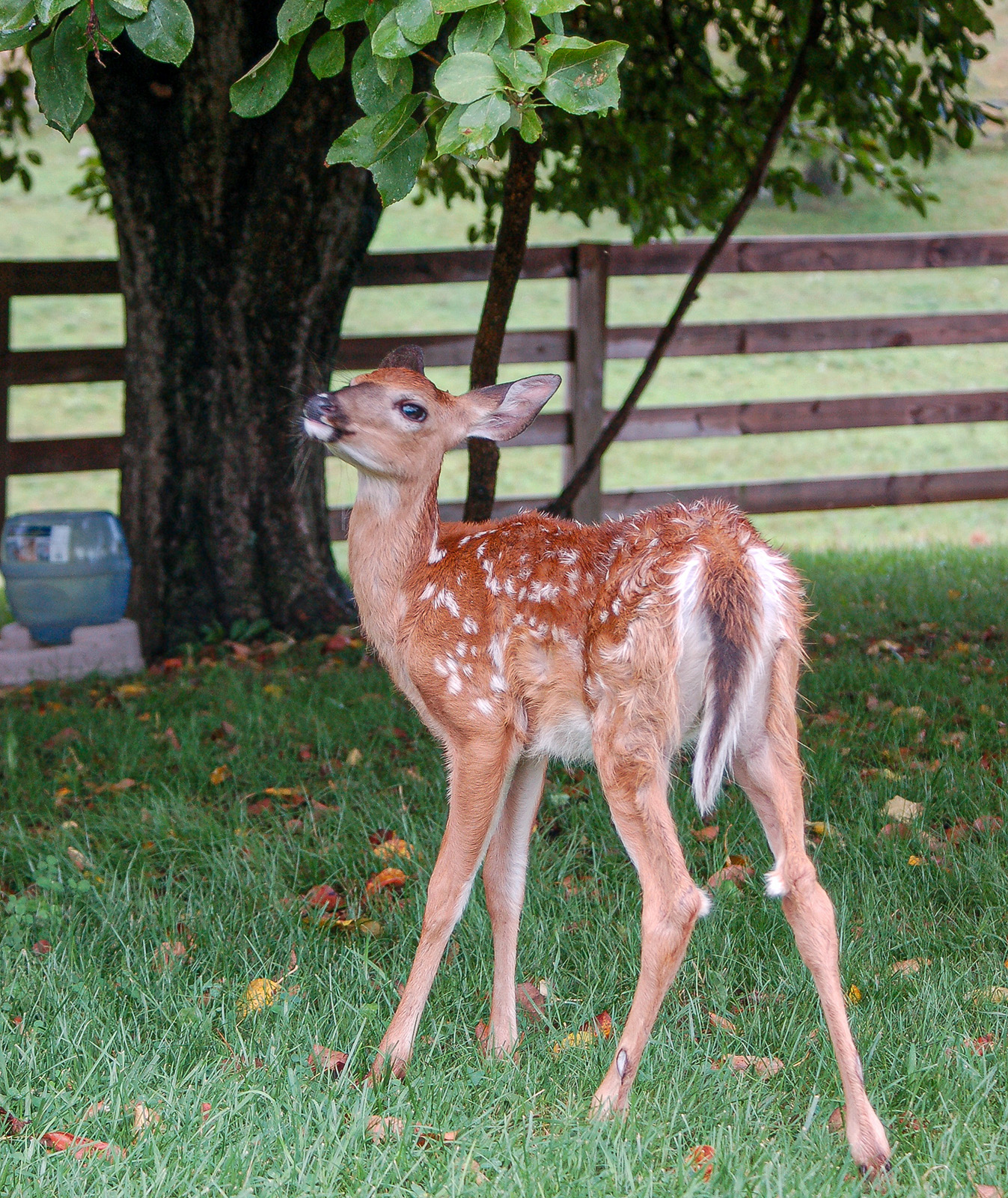 Isang larawan ng isang whitetail fawn na may mga puting spot na nakatayo sa isang bakuran sa ilalim ng puno.