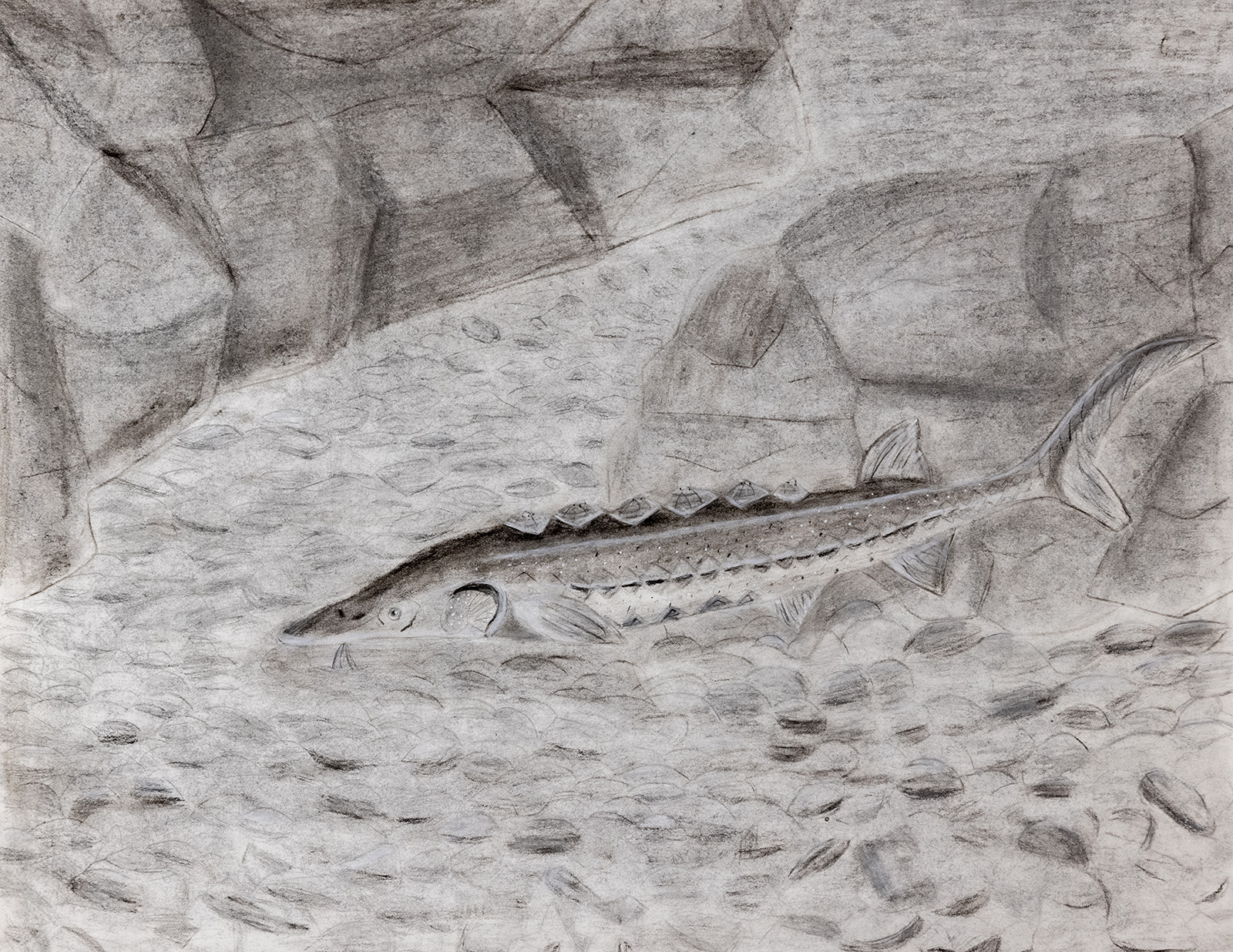 Isang lapis na guhit ng isang Atlantic sturgeon na lumalangoy sa isang ilog.