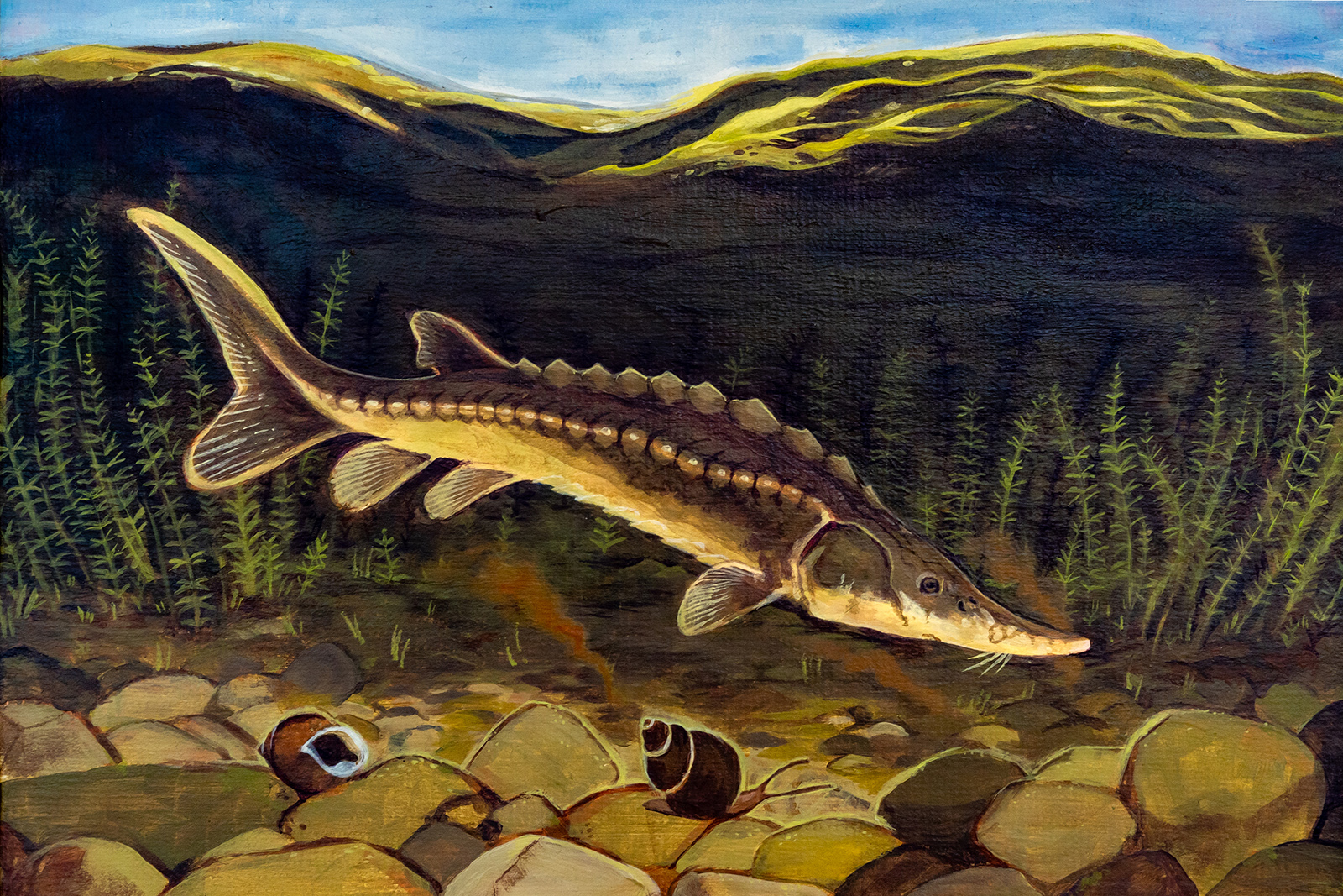 Isang painting ng isang Atlantic sturgeon na lumalangoy sa ilalim ng ilog kung saan nakahiga ang mga snails sa graba.