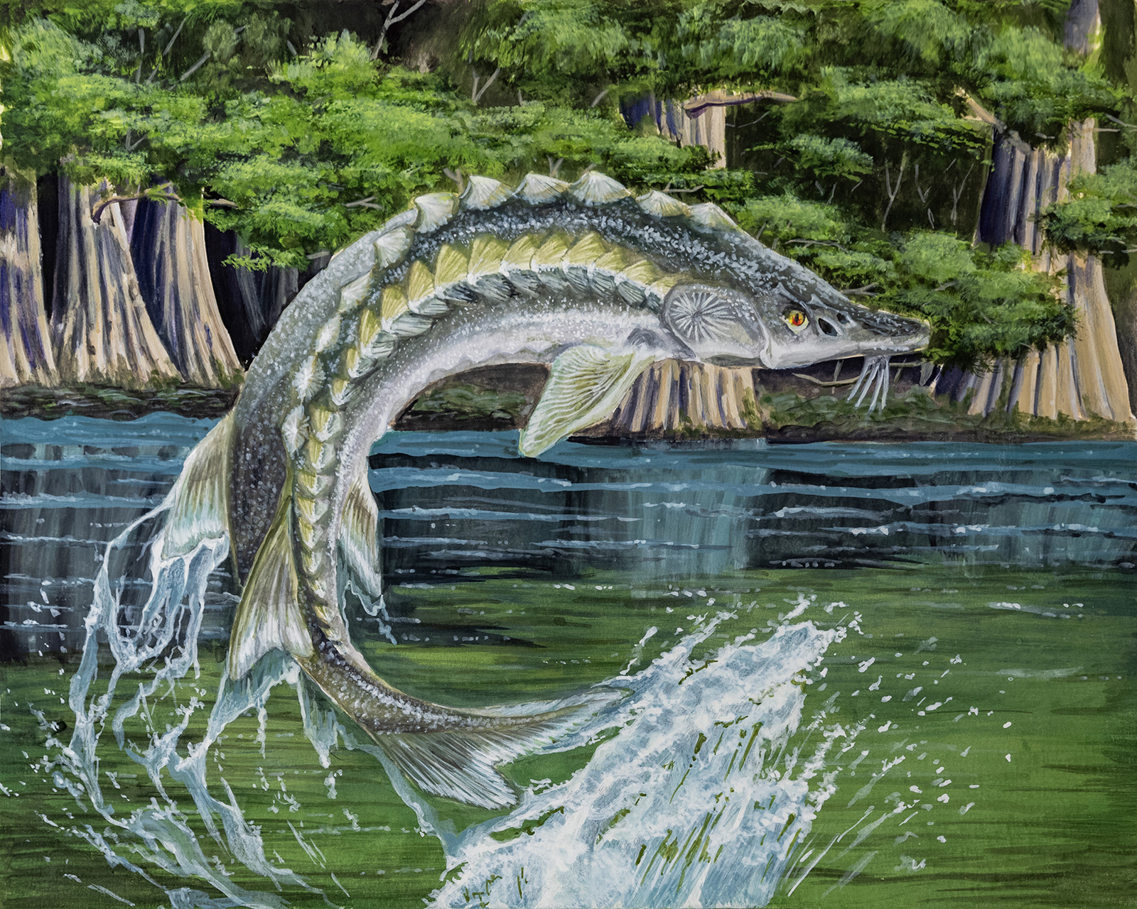 Isang pagpipinta ng isang Atlantic sturgeon na lumalabag, o tumatalon, palabas ng tubig.