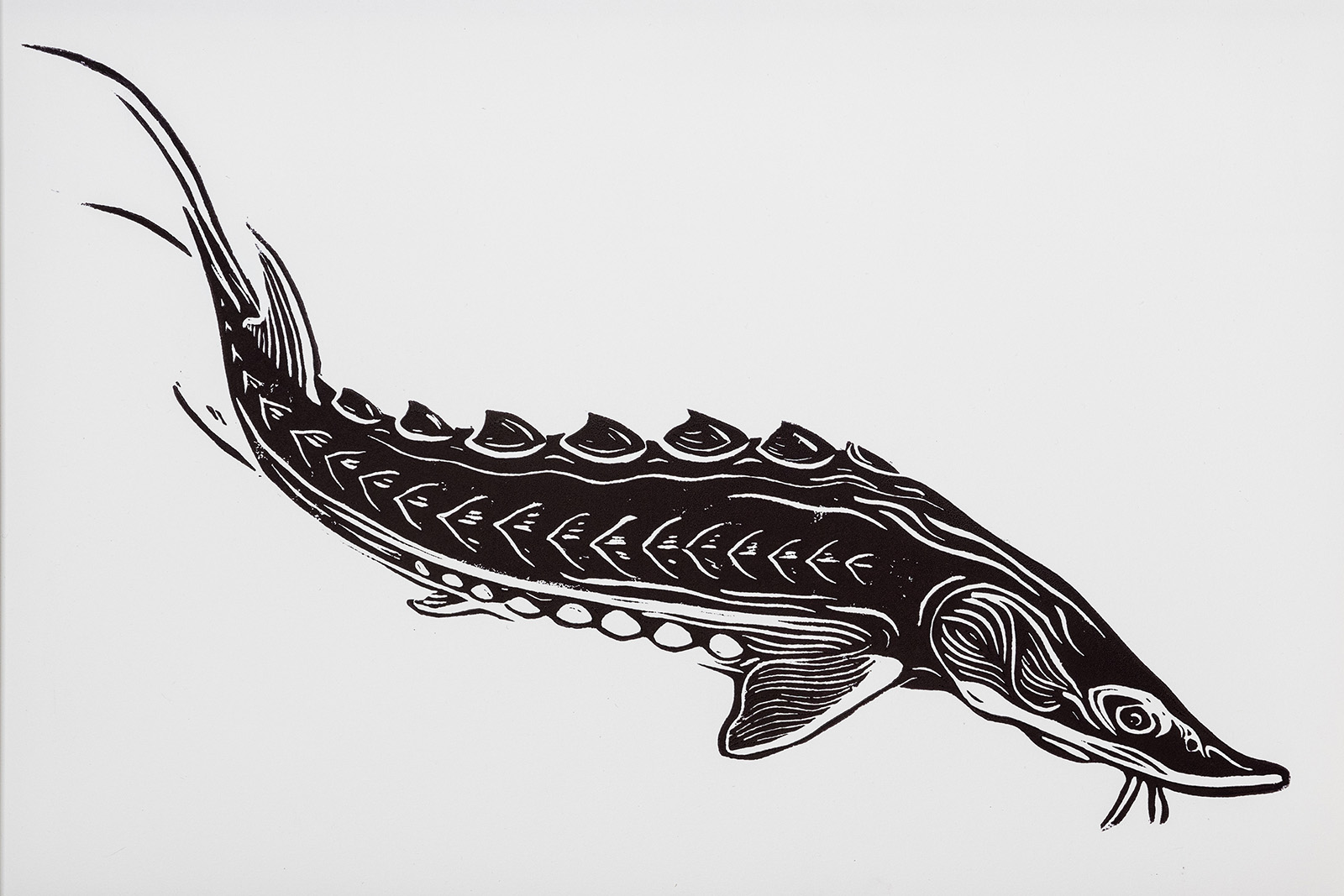 Isang linotype na imahe ng isang Atlantic sturgeon outline.