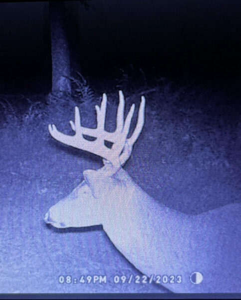 Isang trail camera na larawan ng isang malaking whitetail buck sa gabi.