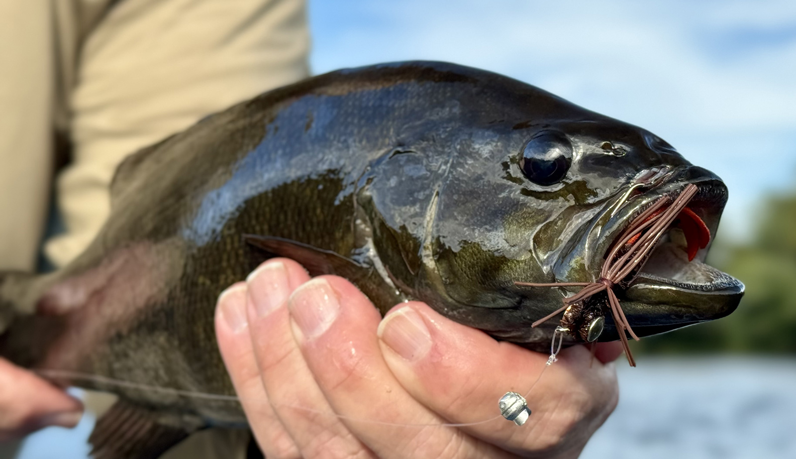 Isang close-up na larawan ng isang magandang smallmouth bass na nakalabas sa tubig na may ea fly sa bibig nito.