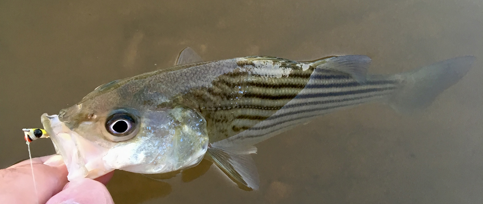 Isang larawan ng mga daliri ng isang lalaki na nakahawak sa bibig ng maliit na guhit na bass fish sa tubig.