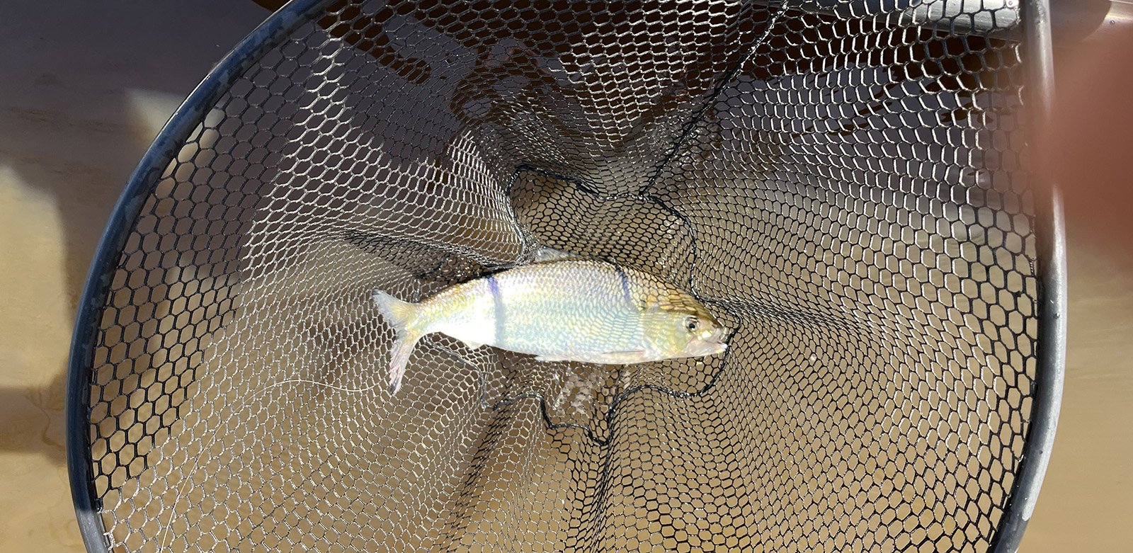 Isang larawan ng isang American shad fish sa isang lambat sa tubig sa tabi ng isang bangka.