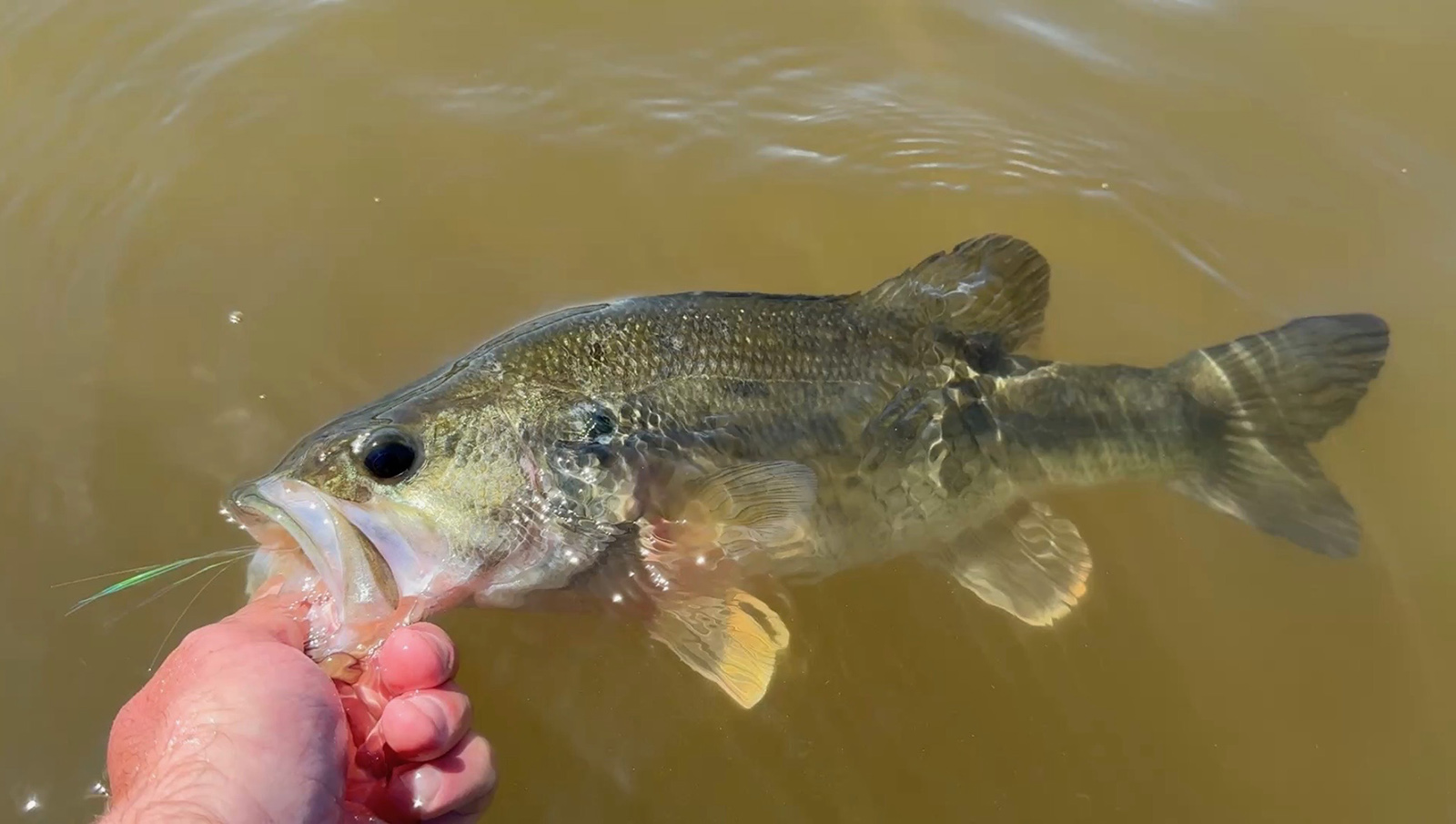 Isang larawan ng isang kamay na nakahawak sa bibig ng isang largemouth bass na kalahati ay nasa loob at kalahati ay nasa labas ng tubig.